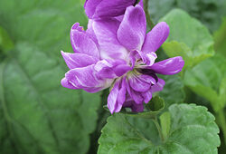 Violette Parme Toulouse MAP GIP0026481