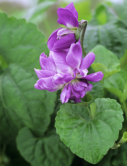 Violette Parme Toulouse MAP GIP0026481