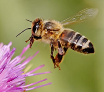 Abeille butineuse Pollinisateur Fauna
