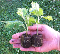 Bouture Chrysantheme Flora