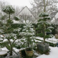Jardin Hiver Neige Mioulane MAP NPM 850278225
