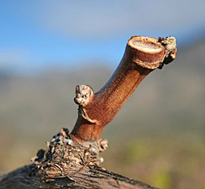 Vigne Taille Courson Flora