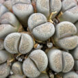 Lithops Mioulane MAP NPM 719515147