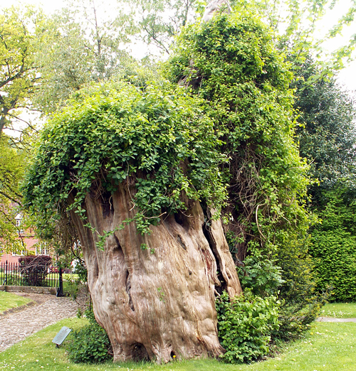 If Selborne Angleterre Flora