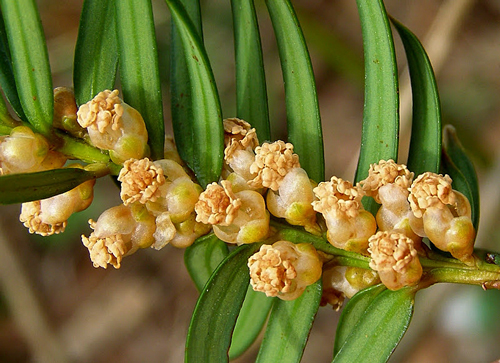 Taxus baccata Fleur Male Flora