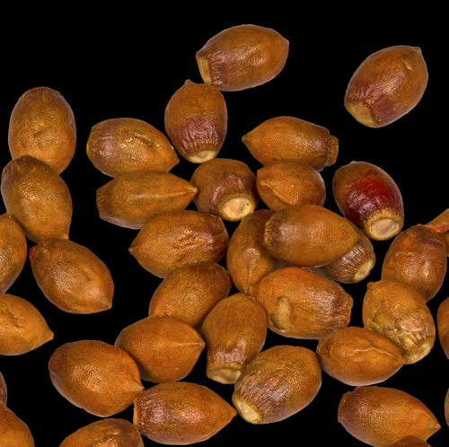 Taxus baccata Graines Museum Toulouse