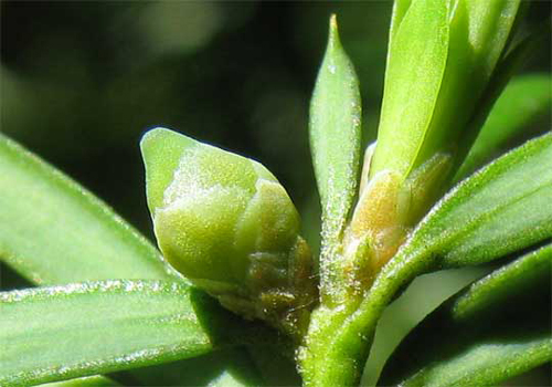 Taxus brevifolia Fleur Femelle.Flora