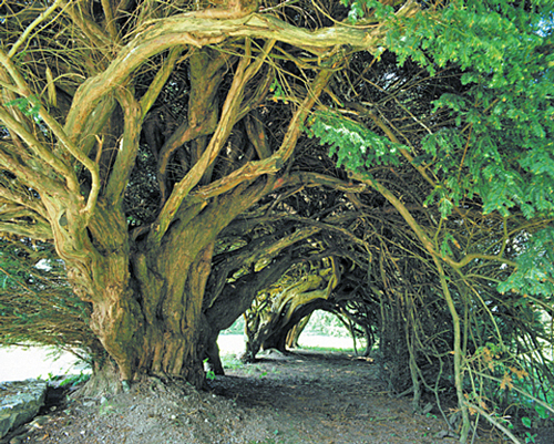 Tunnel If Aberglasney Flora