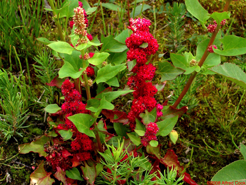 Chenopodium capitatum epinard fraise Flora