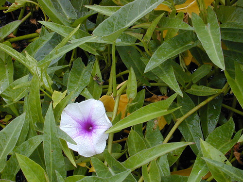 Ipomoea aquatica Epinard aquatique