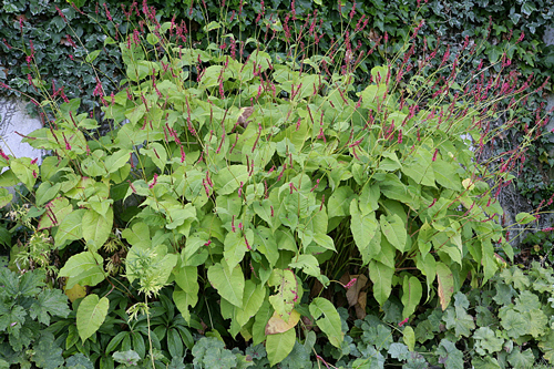 Persicaria bistorta Mioulane MAP NPM 90170493