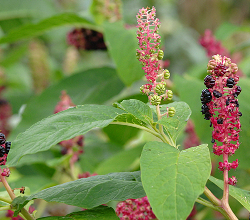 Phytolacca americana Pasquel MAP NPA 0508240731