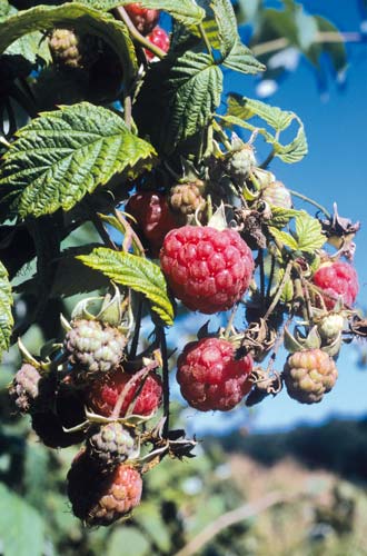 Framboise PNI GIP0089903