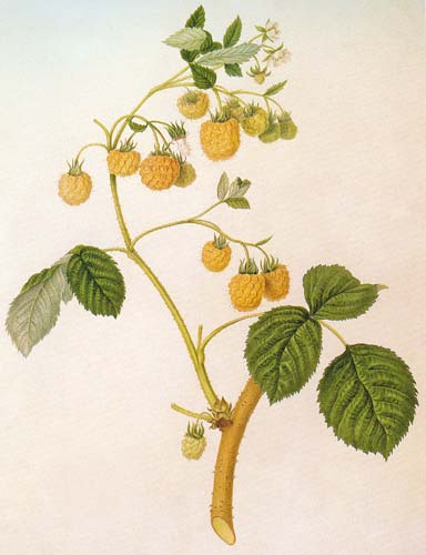 Framboise jaune gravure