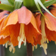 Fritillaria imperialis Rubra Mioulane MAP NPM 914350462