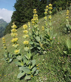 Gentiana lutea alpes Flora