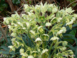 Helleborus foetidus Flora