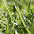 Herbe Gazon Mioulane MAP NPM 101027589