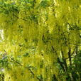 Laburnum cytise Mioulane MAP NPM 070902308