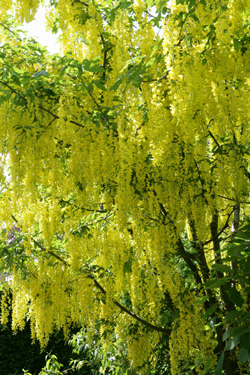 Laburnum cytise Mioulane MAP NPM 070902308