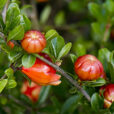 Punica granatum boutons MAP MAD1212 GWI