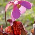 Sarracenia Carnivore Mioulane MAP NPM 90290566
