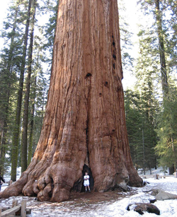 Sequoiadendron giganteum Flora