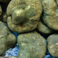 Tuber melanosporum MAP GIP0010687