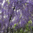 Wisteria floribunda Mioulane MAP NPM 719510705