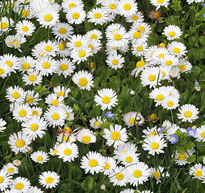 Bellis perennis Mioulane MAP NPM 90290602