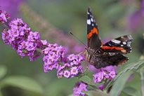 Buddleja Papillon Vulcain Mioulane MAP NPM 719515662