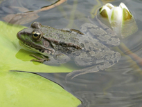 Grenouille Mioulane MAP NPM 2307515790