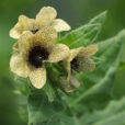 Hyoscyamus niger MAP060712077