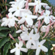 Jasminum polyanthum Flora