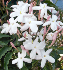 Jasminum polyanthum Flora