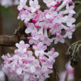 Viburnum bodnantense Mioulane NewsJardinTV