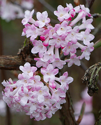 Viburnum bodnantense Mioulane NewsJardinTV