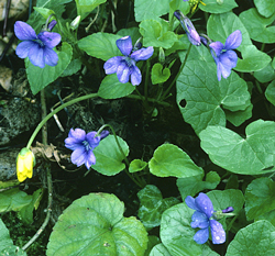 Viola odorata MAP GIP0104820