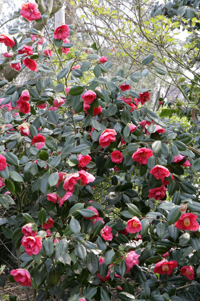 Camellia Mioulane MAP NPM 2307510115