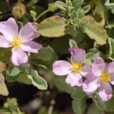Cistus MAP 060602050