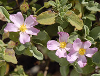 Cistus MAP 060602050