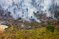 Deforestation Feu Daniel Beltra