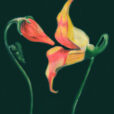 Fleur desir Reproduction Ward