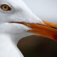 Goeland Goutte eau Fauna