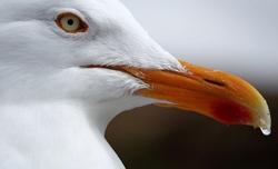 Goeland Goutte eau Fauna