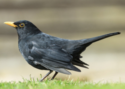 Merle Turdus merula Fauna