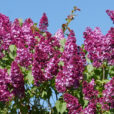 Syringa vulgaris Lilas Mioulane MAP NPM 2307512513