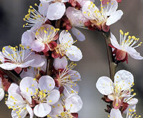 Abricotier Fleur MAP GIP0053657