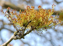 Frene inflorescence Flora