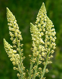 Reseda odorata Flora